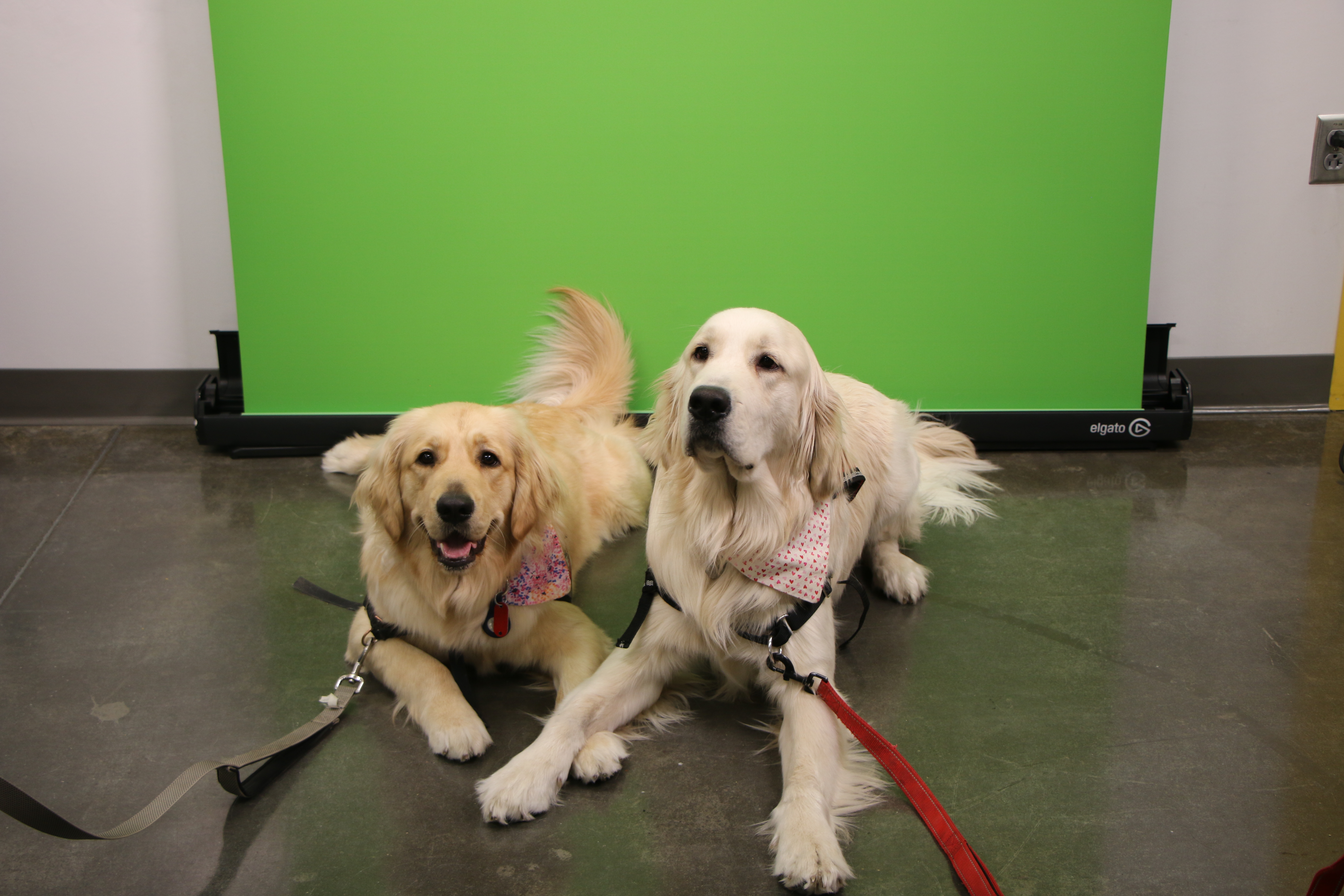 Two 4Paws service dogs in front of a green screen.