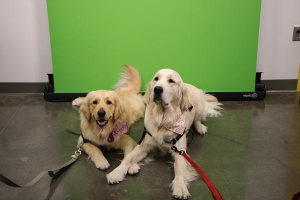 Two 4Paws service dogs in front of a green screen.